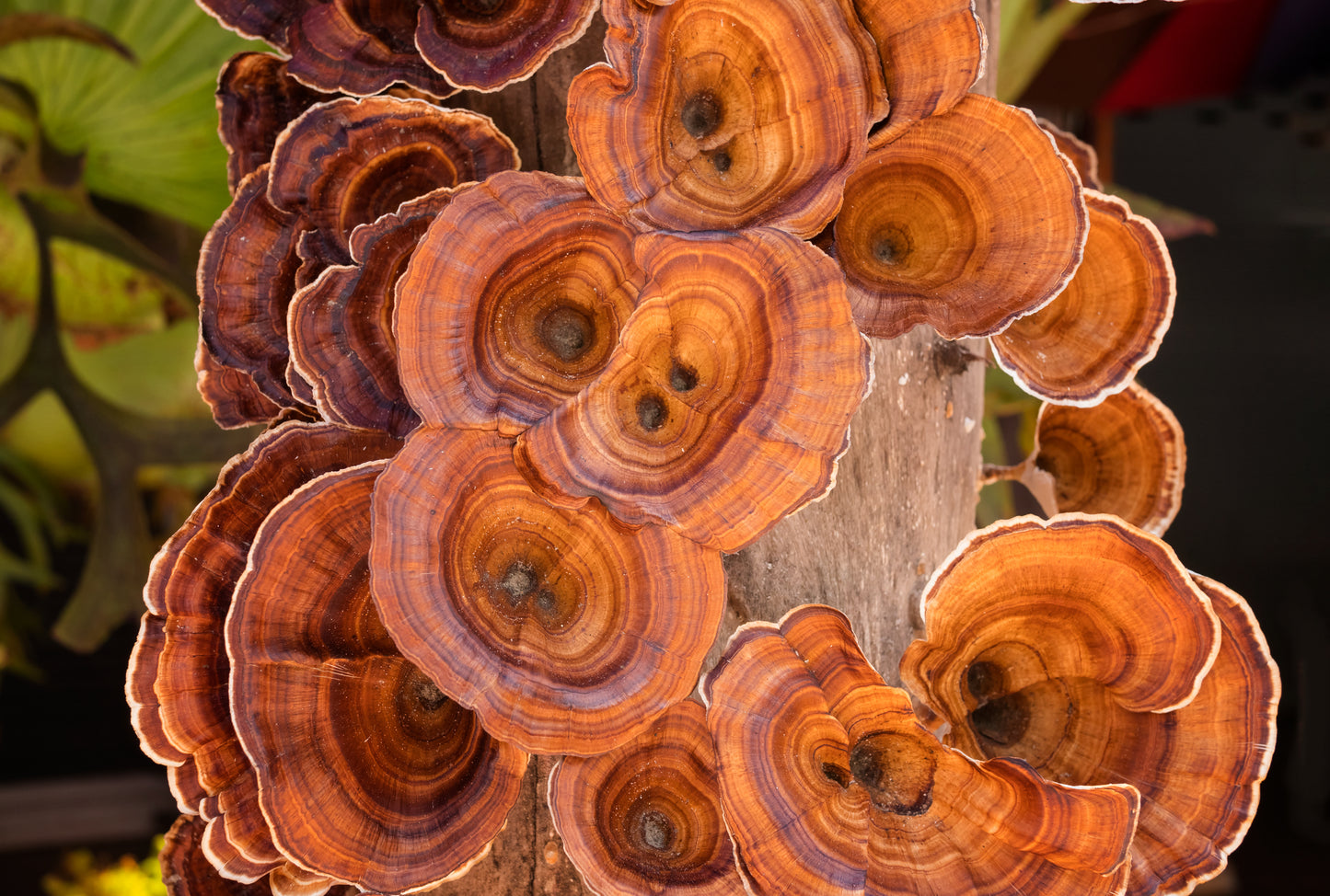 REISHI