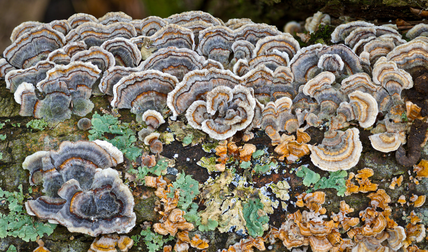 TURKEY TAIL