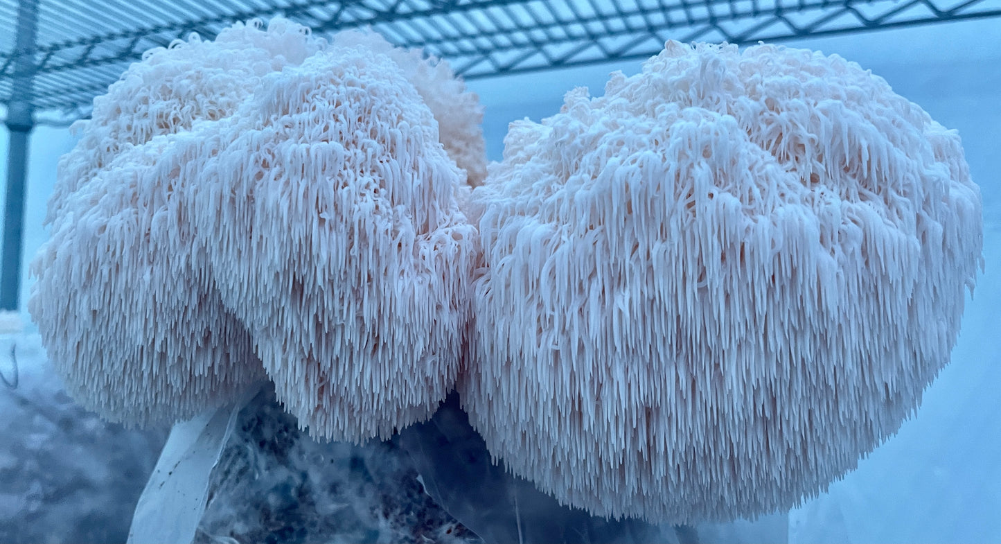 LION'S MANE