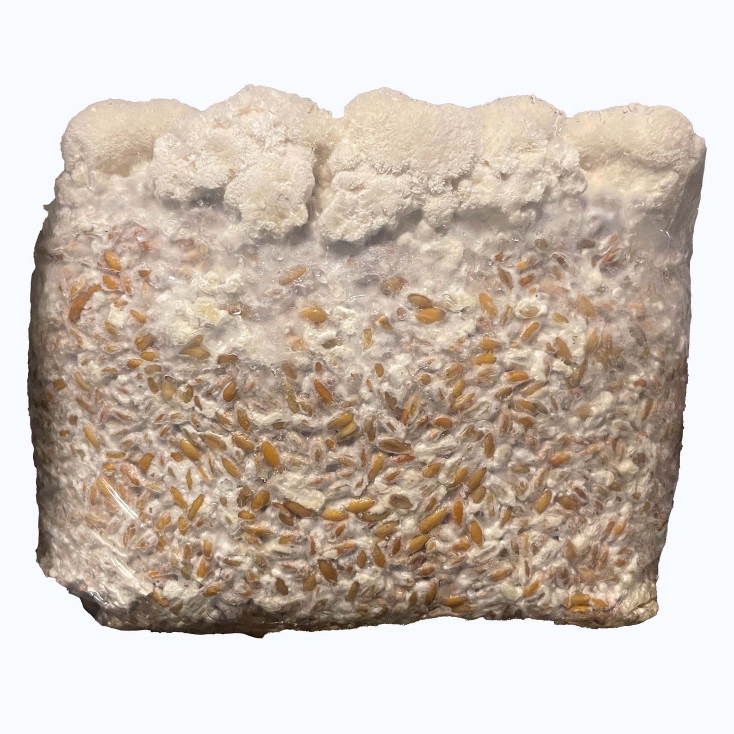 Mycelium on Grain - overgrown with a little mushroom on top