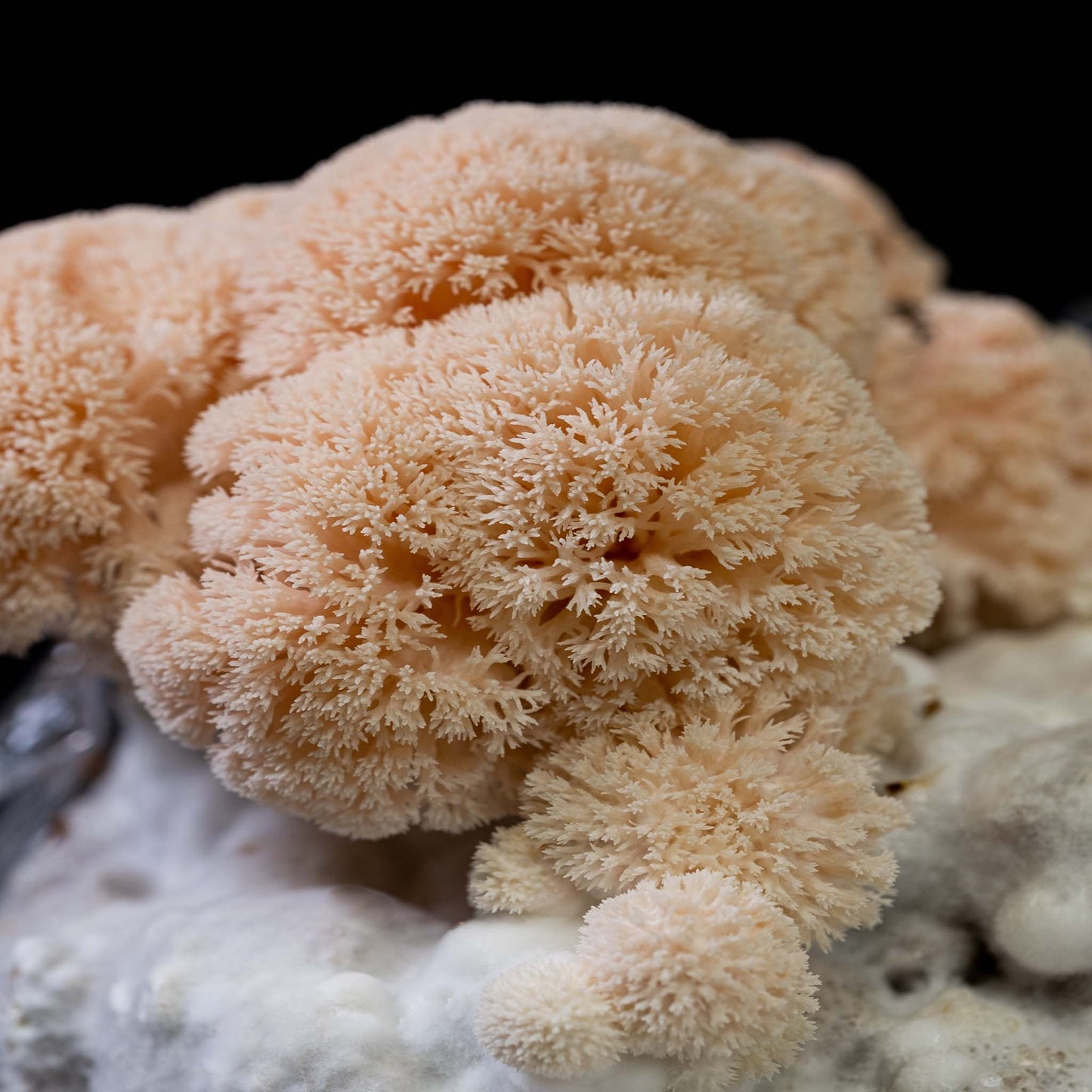 Moondog Mushrooms