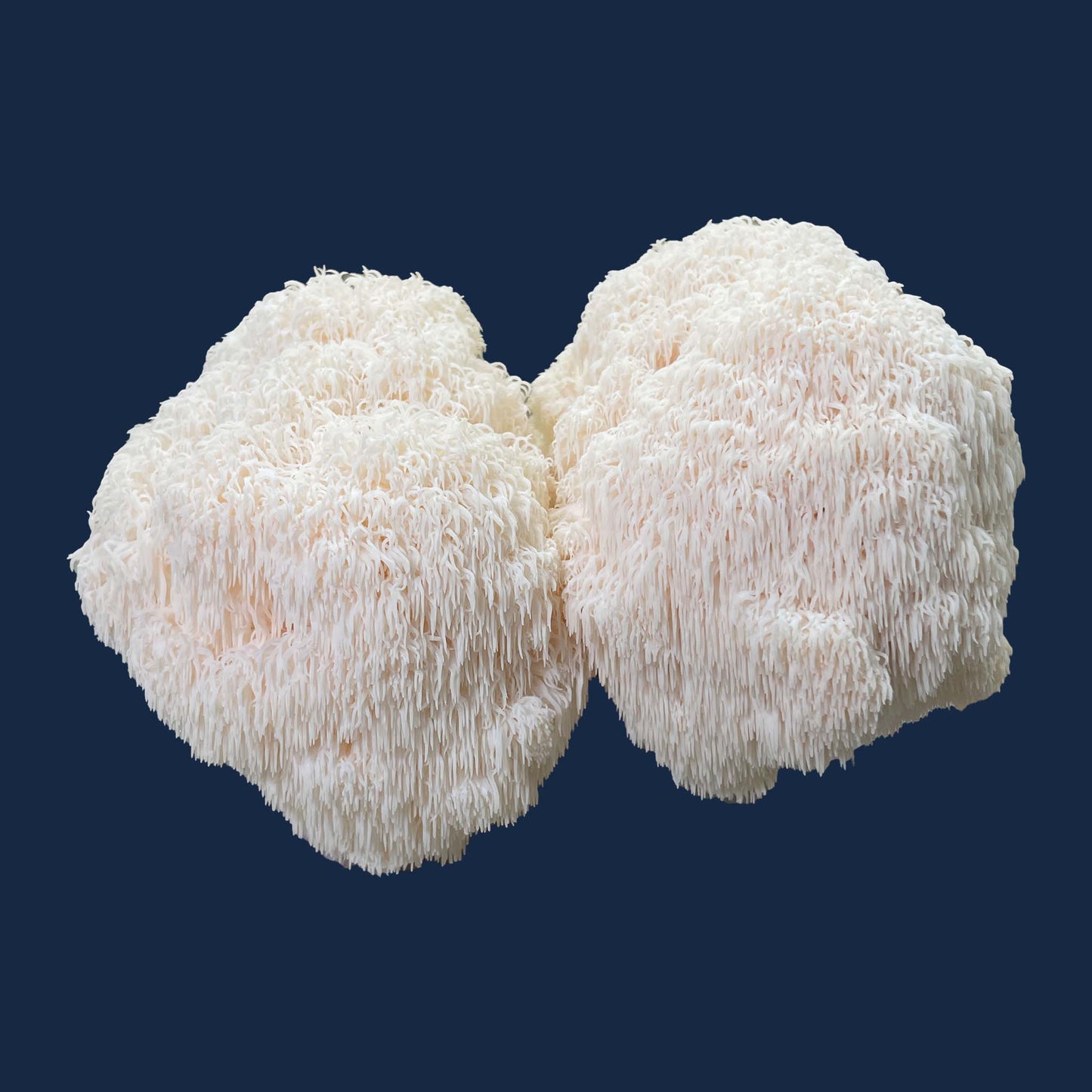 Moondog Mushrooms
