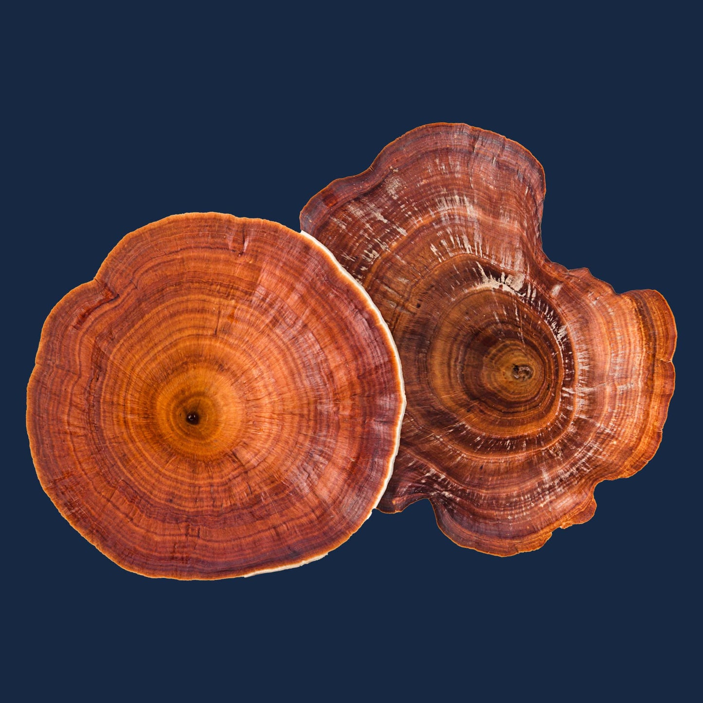 Moondog Mushrooms