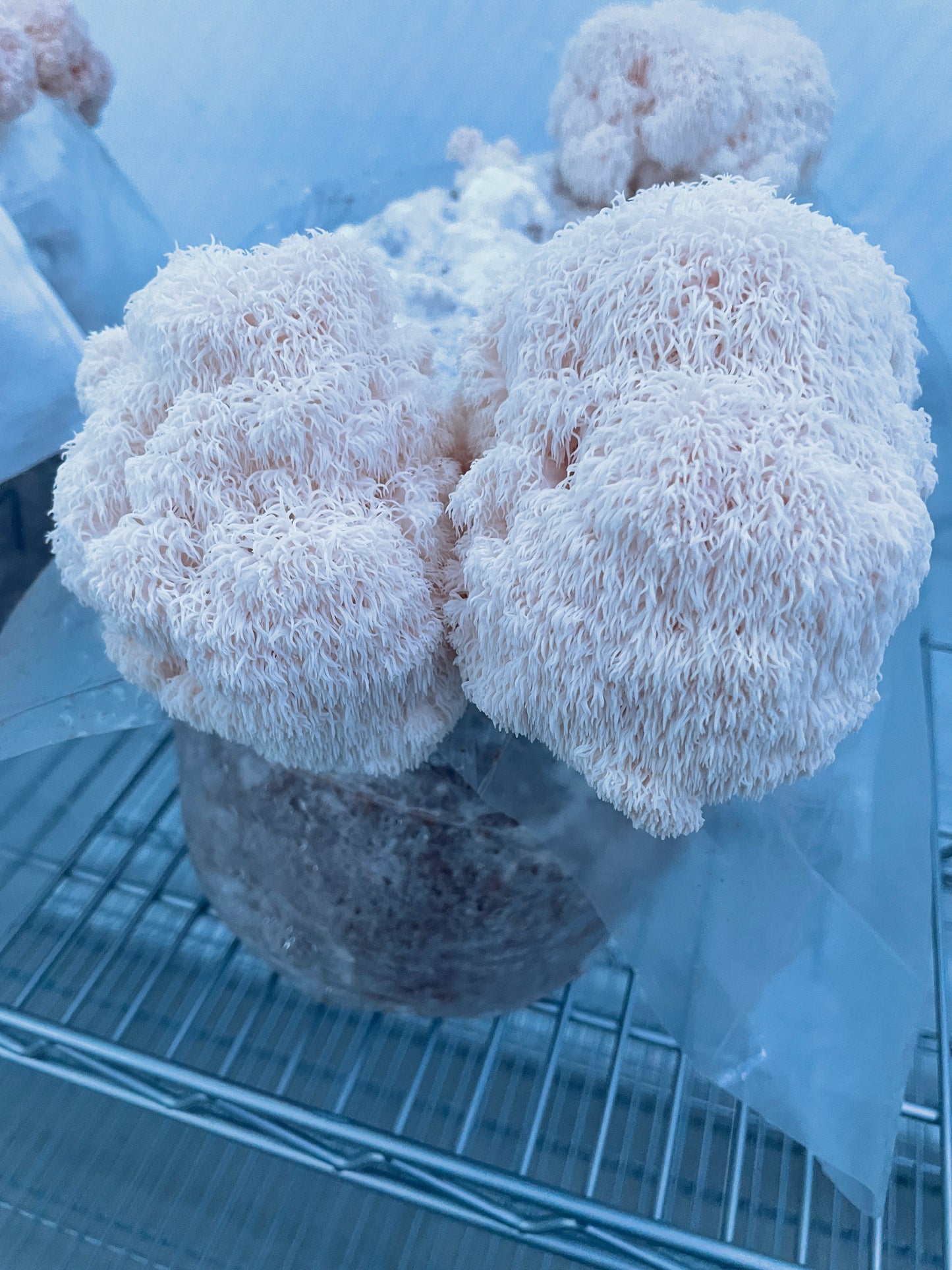 Lion’s Mane Mushroom Extract