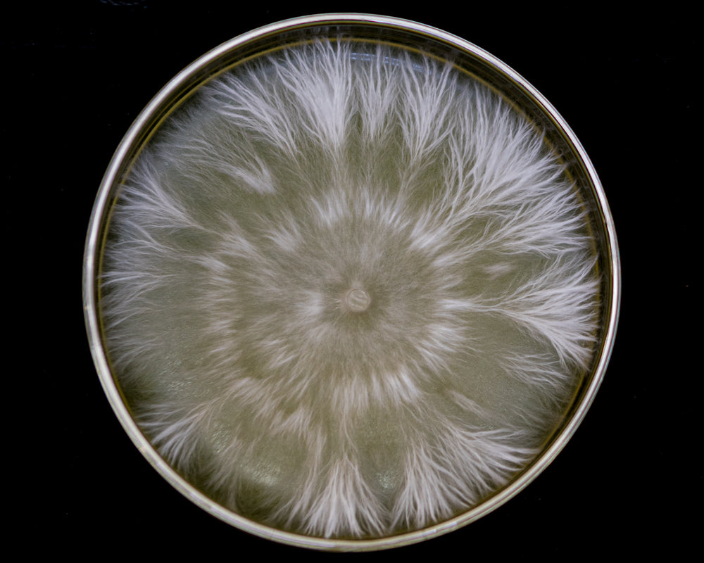 Mycelium on a Petri Dish